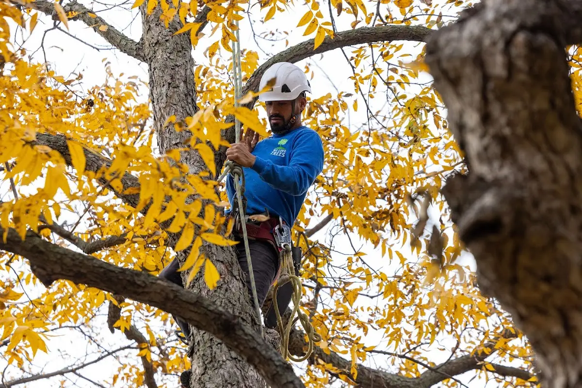 Skilled Tree Planing crew working in Burton