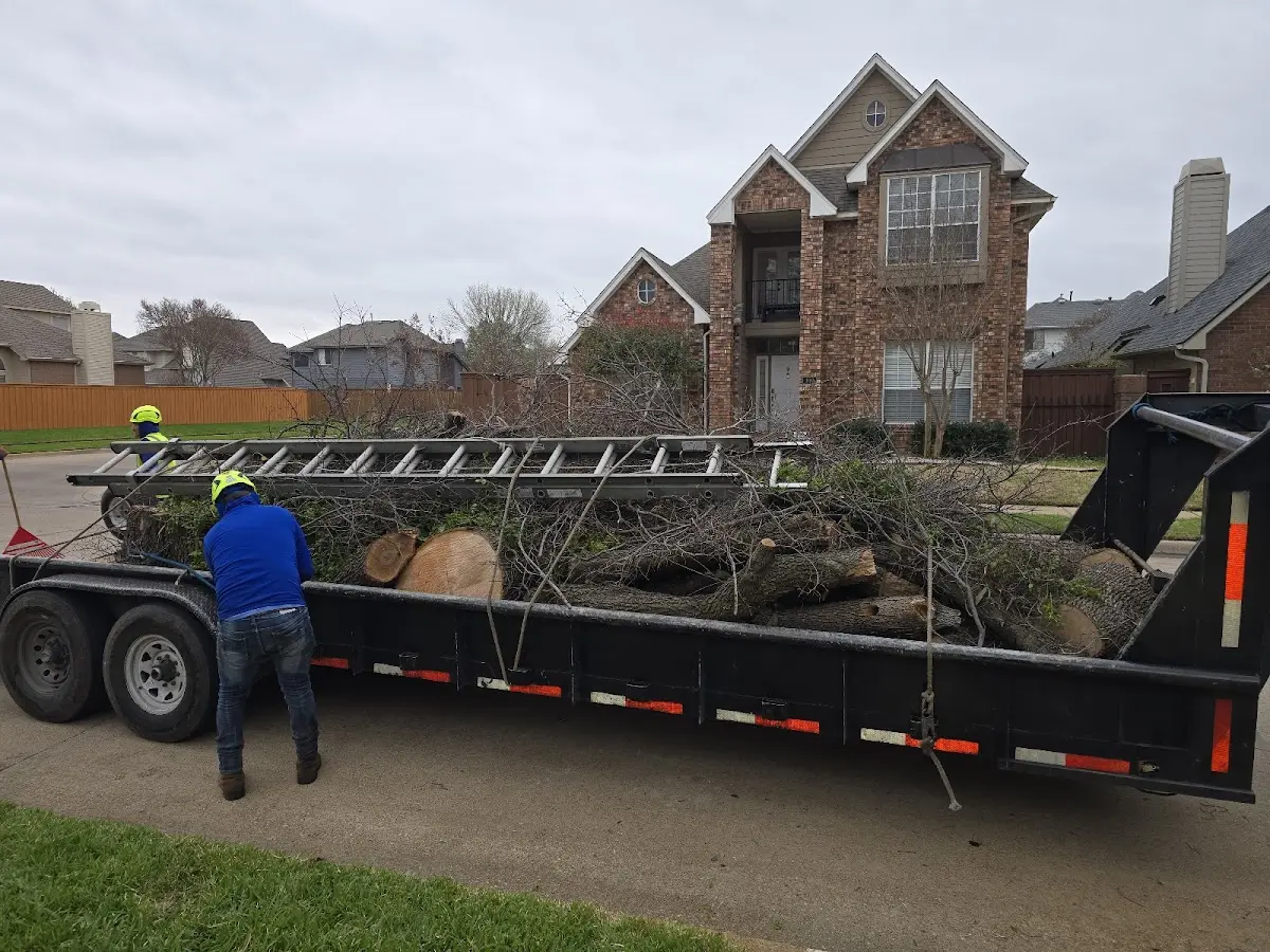 Expert Tree Pest Control with proper safety equipment in Burton
